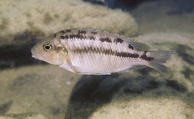Petrotilapia sp. 'fuscous' Maleri Island